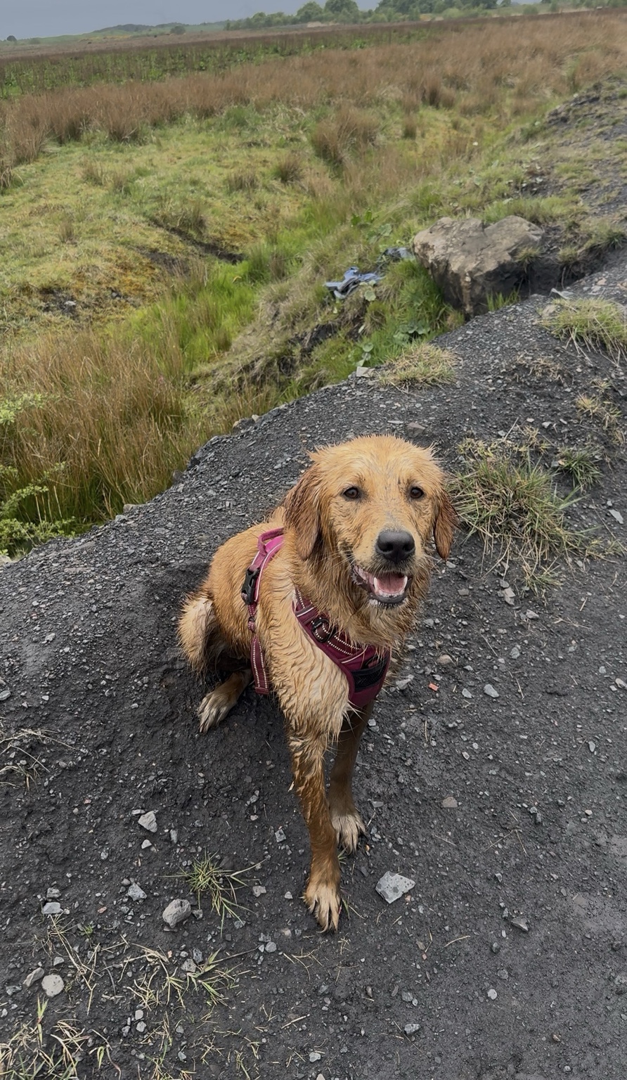 Golden dog enjoying a woodland walk