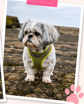 Small dog in a green harness outdoors